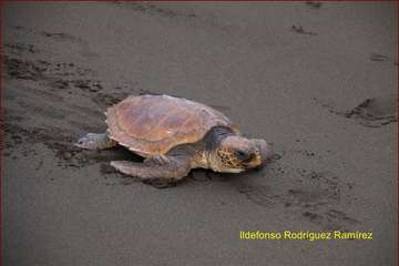 Ruta por la costa en memoria de José Luis González Ruano (Foto Ildefonso Rodríguez y TA)